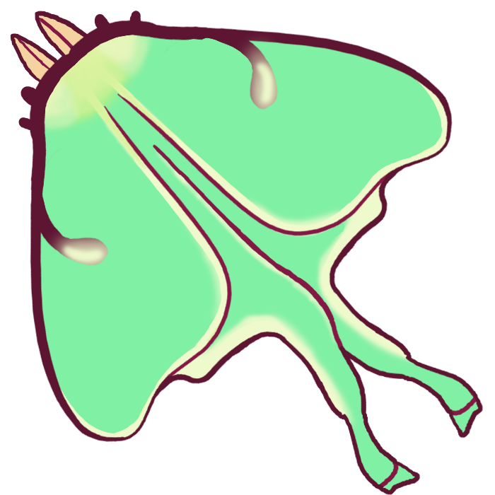 A luna moth.